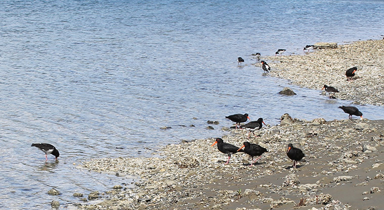 Ōrewa Estuary - Oystercatchers on the edge of the estuary. Photo credit: M Loubser.