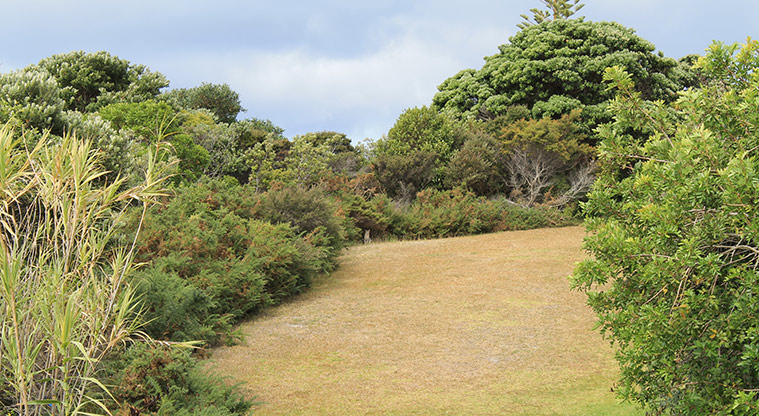 Pacific Parade Coastal Reserve - Area of open green space and trees. Photo credit: M Loubser.