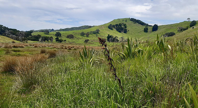 Pākiri Regional Park - View of the park land with grass, trees, and hills in the background.