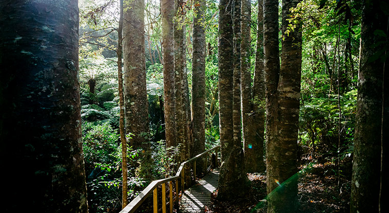 Parry Kauri Park - A section of the boardwalk through the bush. Photo credit: Jay Farnworth.