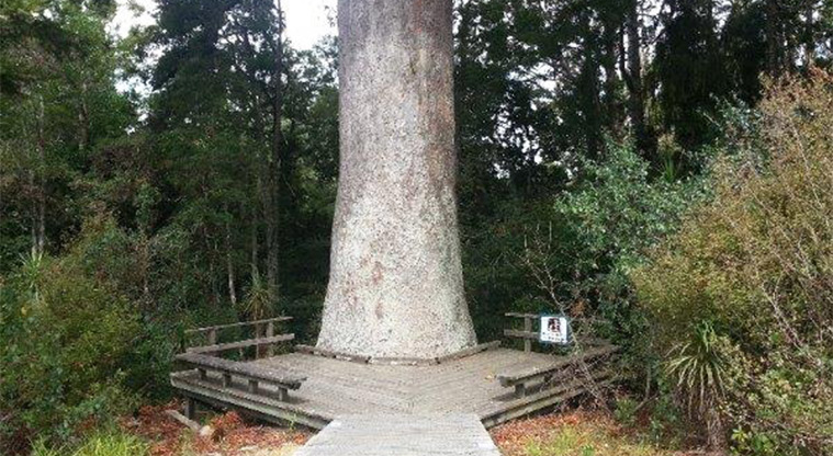 Parry Kauri Park - The base of a large kauri with a viewing platform around it.