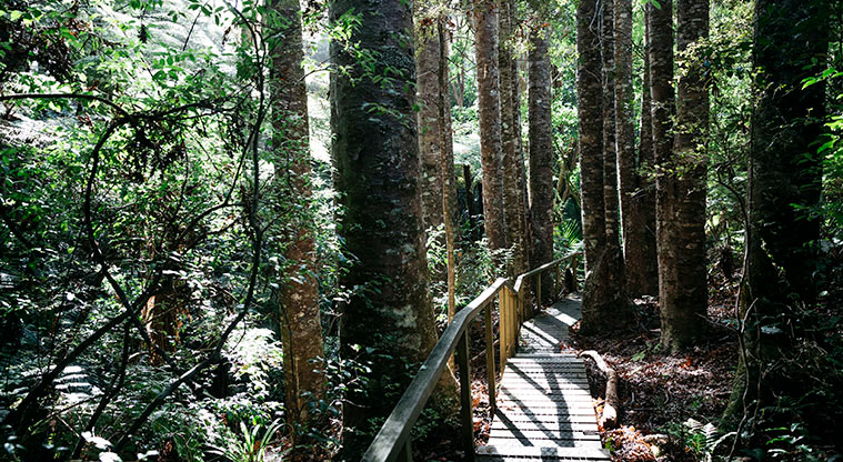 Parry Kauri Park - A section of the boardwalk through the bush. Photo credit: Jay Farnworth.