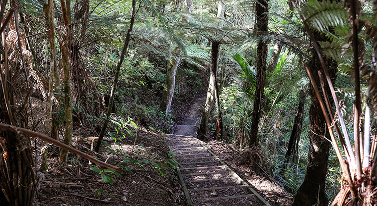 Point View Reserve - A section of the track through the bush that has steps.