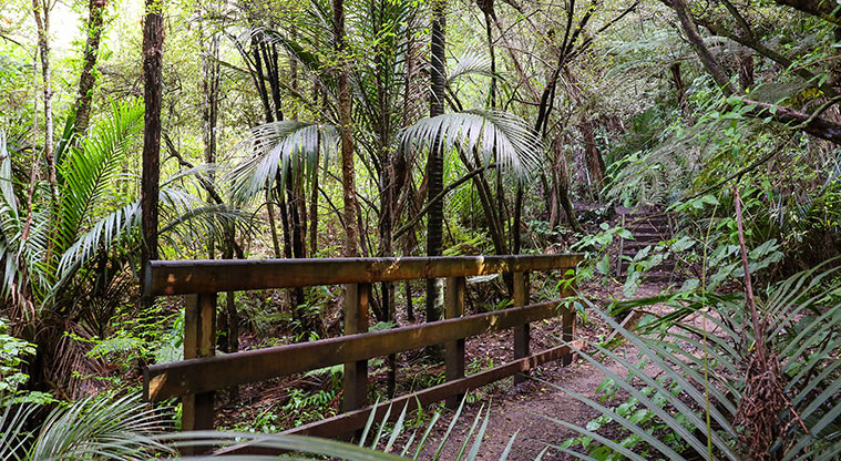 Point View Reserve - Section of track and steps through the bush.