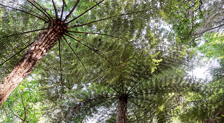 Point View Reserve - Looking up at the sky through the tree canopy.