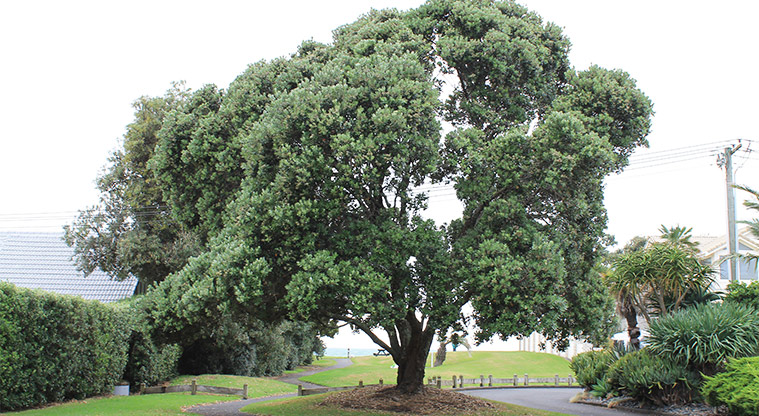 Remembrance Reserve - Large tree with a path around it. Photo credit: M Loubser.