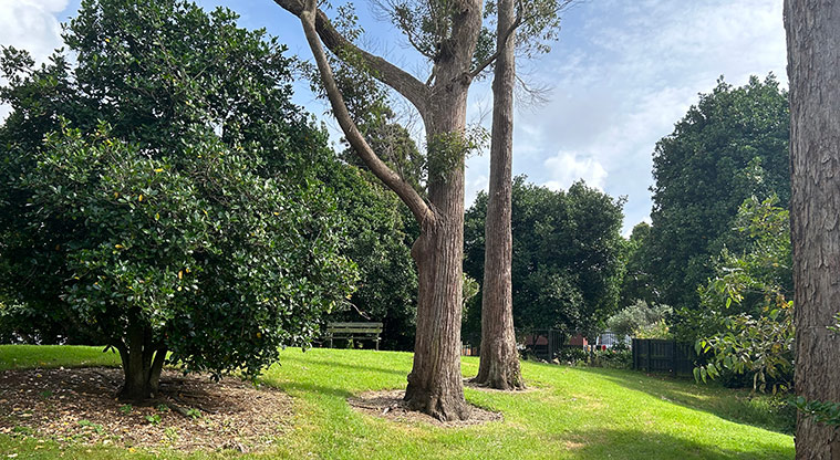 Rowan Reserve - Small grassed area with large trees towards the back of the reserve. Photo credit: S Hulse
