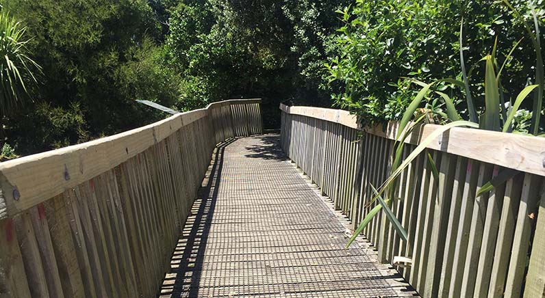 Roy Clements Treeway – A section of the raised boardwalk crossing over Waititiko (Meola Creek).