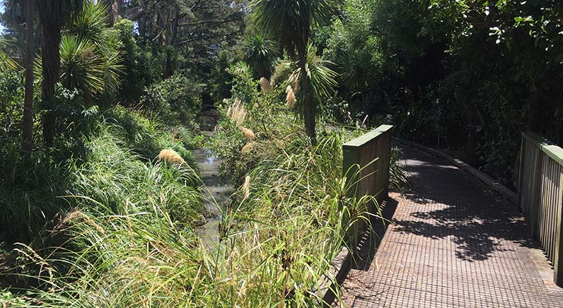Roy Clements Treeway – A section of the raised boardwalk with Waititiko (Meola Creek) on the left.