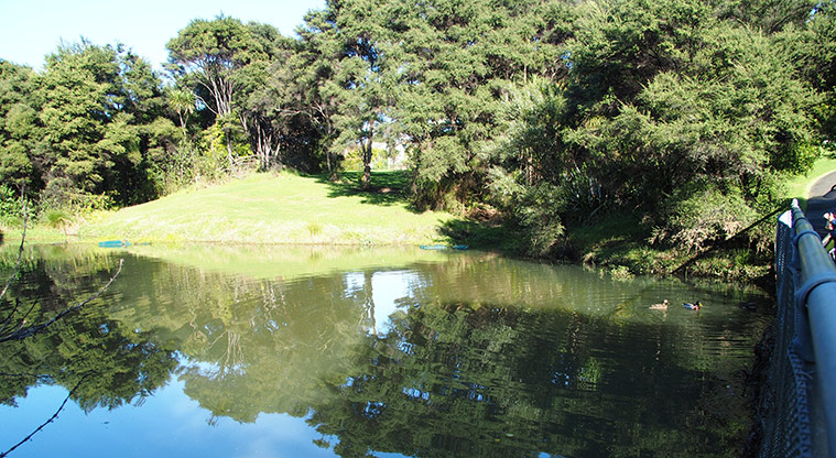 Pukewhakataratara / Rush Creek Reserve - One of the ponds within the reserve.