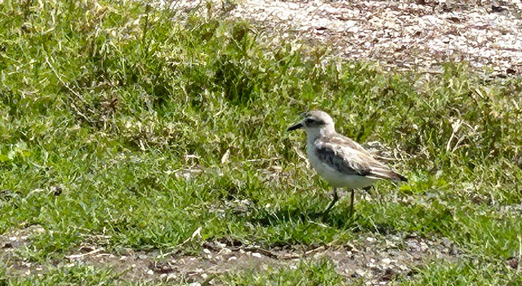 Scandrett Regional Park - Dotterel on the edge of the sand dune. Photo credit: S Hulse.