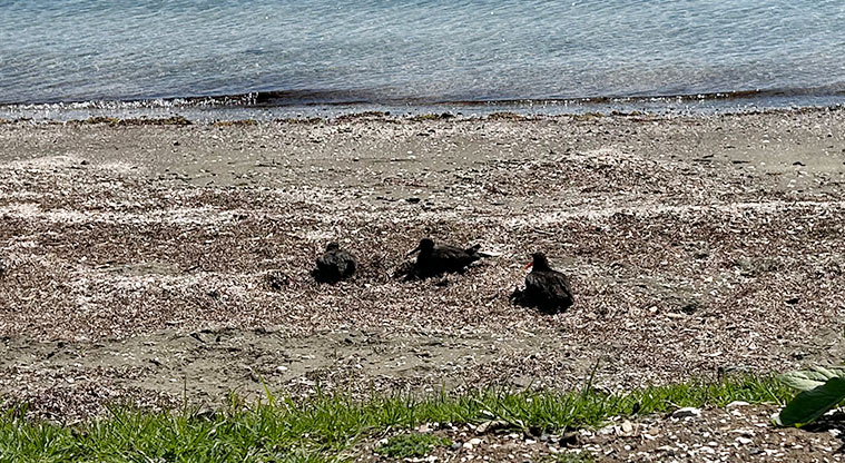 Scandrett Regional Park - Three oyster catchers sitting on the beach. Photo credit: S Hulse.