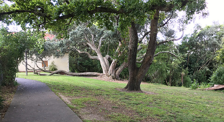 School Reserve - Path under the trees leading to the Second Avenue entrance. Photo credit: S Hulse.