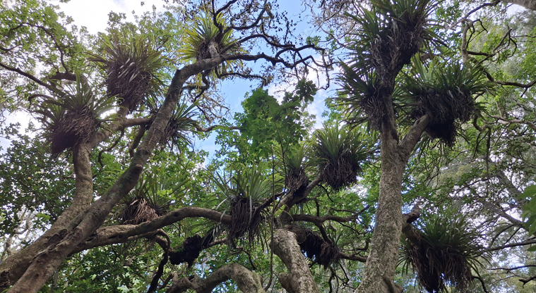 Smiths Bush Scenic Reserve – Epiphytes (plants that grow on other plants) at the top of pūriri trees.