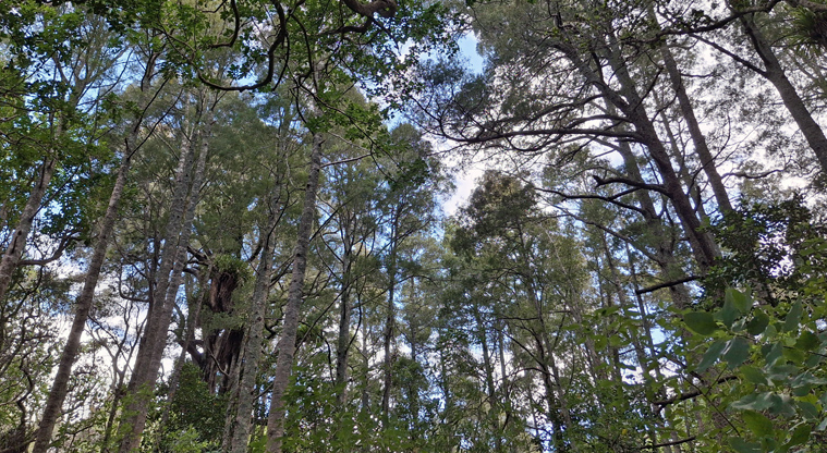 Smiths Bush Scenic Reserve – Looking up through the tree canopy.