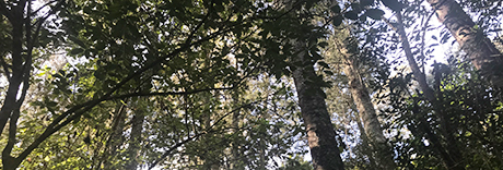 Smiths Bush Scenic Reserve