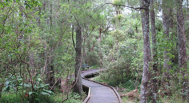 Stancich Reserve - Section of boardwalk through the bush.