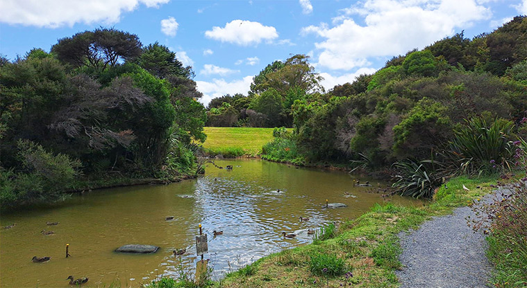 Uru-ora / Stredwick Reserve - One of the ponds with ducks, and open grassed space and trees in the background.