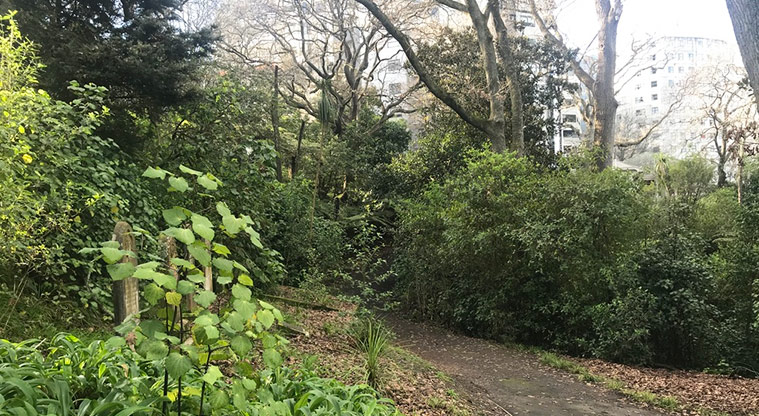 Symonds Street Cemetery East - Path through a section of the cemetery.