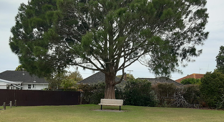 Te Atatū Peninsula Park - Park bench under a large tree. Photo credit: Tracey Hodder.