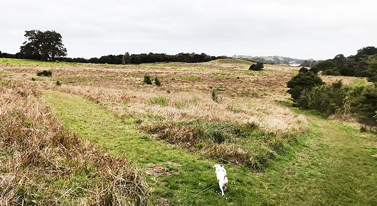 Te Toki Reserve - Large open grassy space.