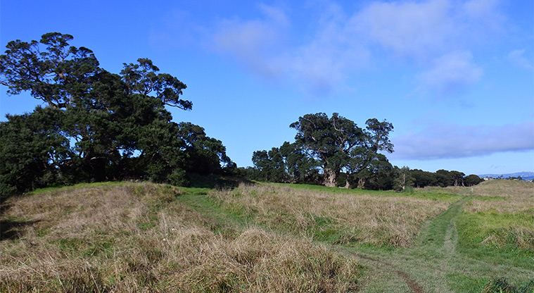 Te Toki Reserve - Open space with large trees in the background.