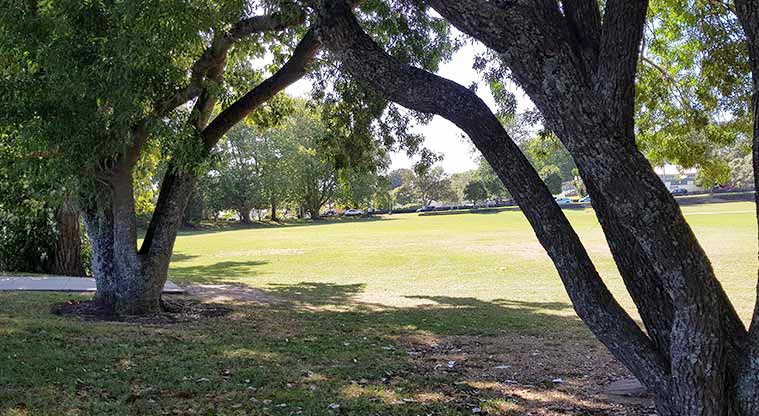 Three Kings Reserve - looking through well-established trees to the playing fields.