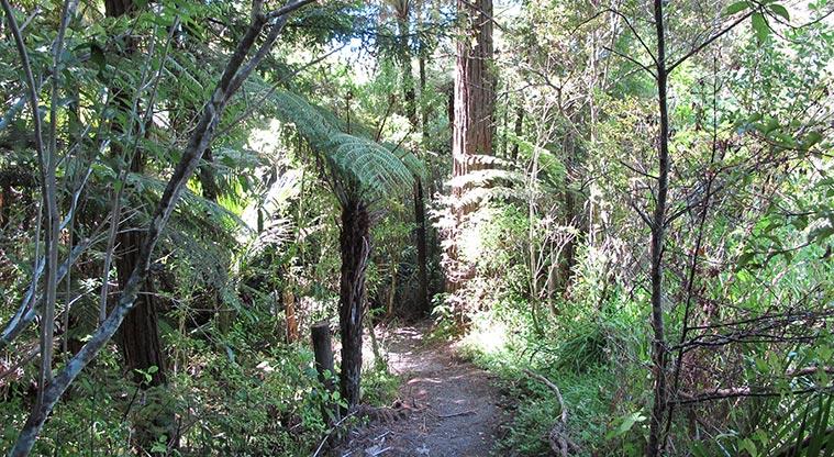 Three Streams Reserve - Section of path through the bush.