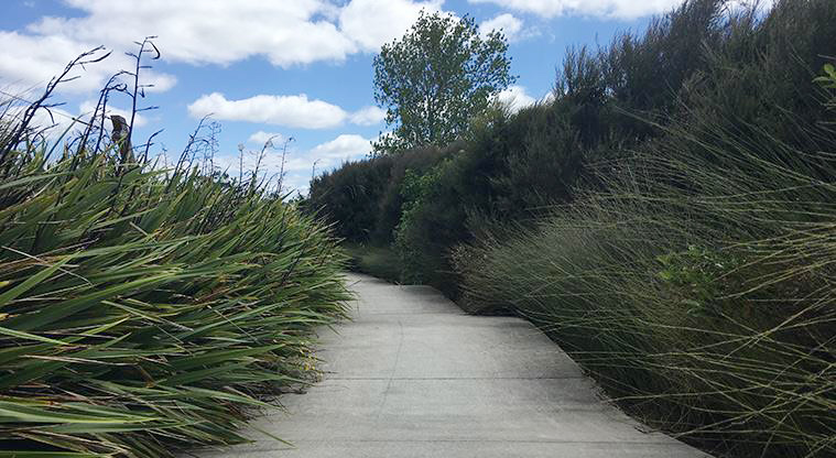 Timberlands Reserve - A section of the pump track with tall bushes on both sides.