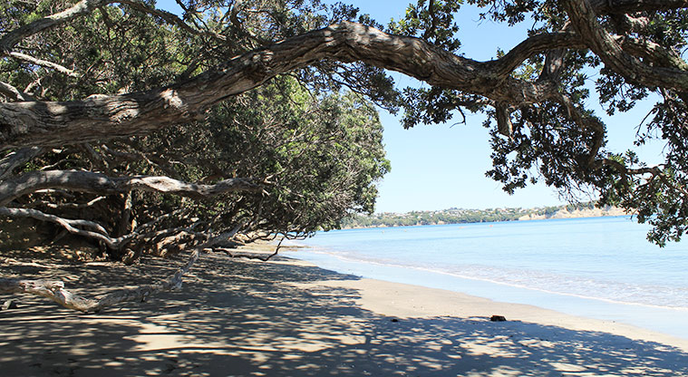 Tindalls Beach - Section of the beach under a large tree. Photo credit: M Loubser.