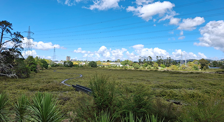 Tony Segedin Esplanade Reserve - View of the boardwalk through the mangroves leading to the Ash Street entrance. Photo credit: T Hodder.