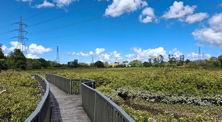 Tony Segedin Esplanade Reserve - A section of boardwalk through the mangroves. Photo credit: T Hodder.