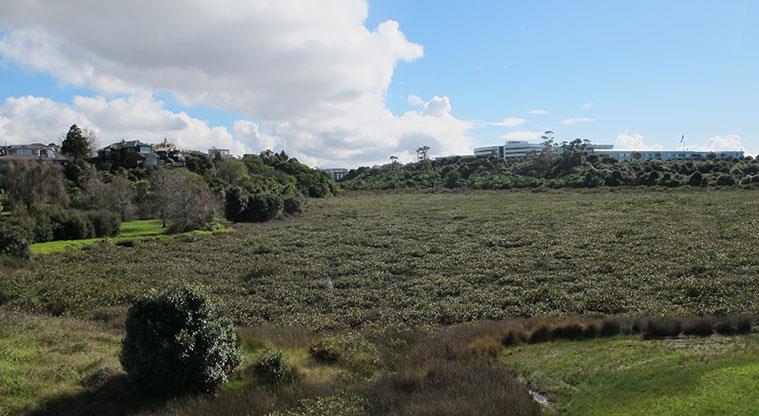 Te Ara o Matakamokamo / Tuff Crater Reserve - View across the crater.