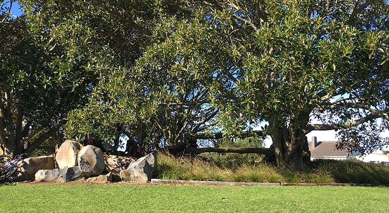 Underwood Park – natural playground with branches and stumps for climbing and balancing.