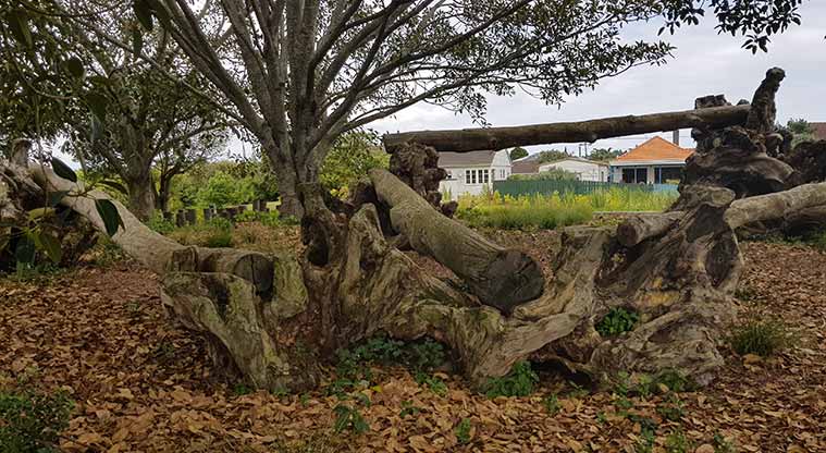 Underwood Park - large logs for climbing and walking across are part of the playground.