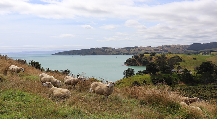 Waitawa Regional Park - Great views past the sheep down the coast to Orere Point.