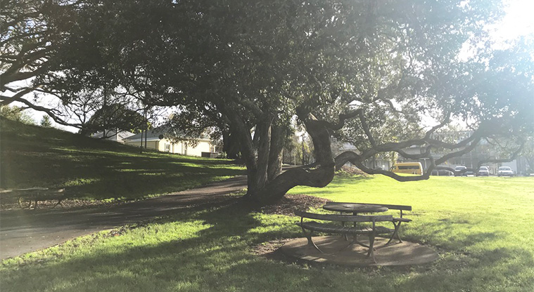 Western Park - Picnic table on the edge of the sports field.