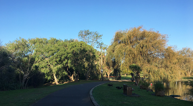 Western Springs Lakeside - Section of the path around the lake with swan feeding on the grass.