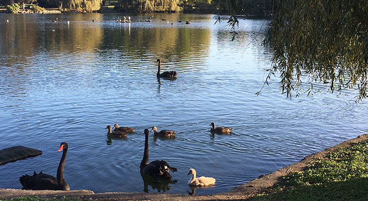 Western Springs Lakeside - Swan and cygnets swimming on the lake.