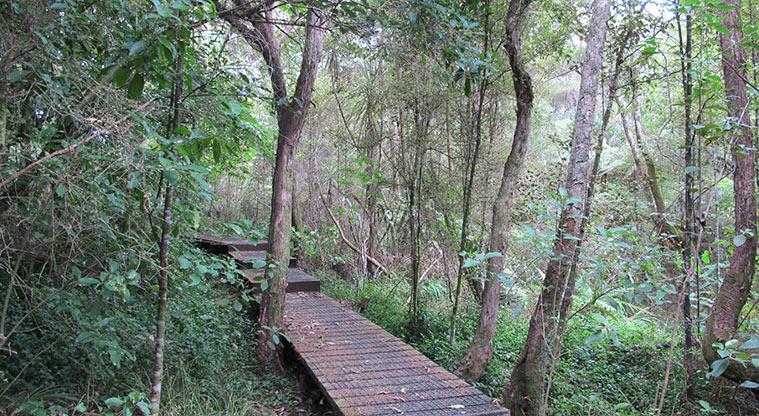 Witheford Scenic Reserve - Section of boardwalk in the bush.