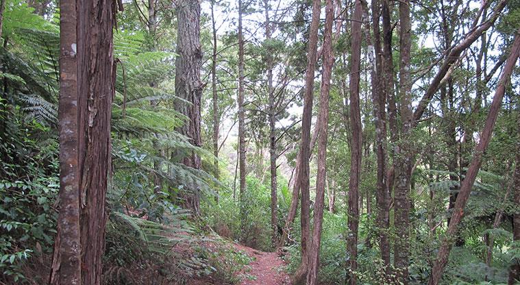 Witheford Scenic Reserve - Section of the bush.