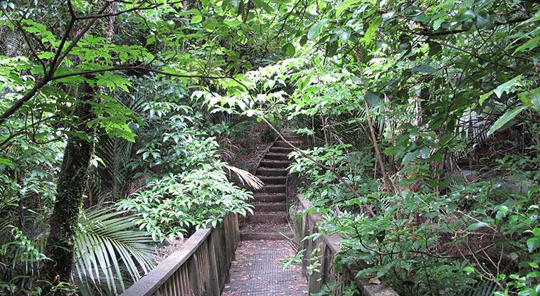 Witheford Scenic Reserve - One of the many sets of steps.