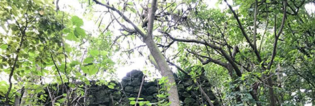 Withiel Thomas Reserve