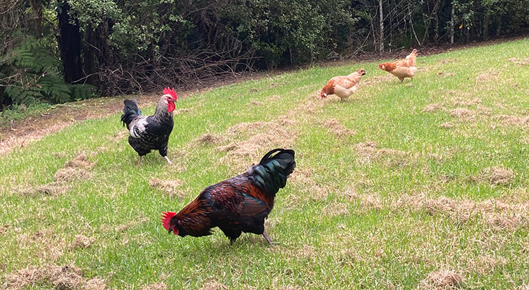 Albany Village Path - Visit the chickens that roam near the orchard.