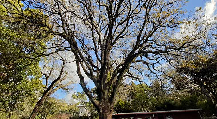 Albert to Myers Urban Ngahere Path – English Oak, planted from acorns distributed by Queen Victoria.