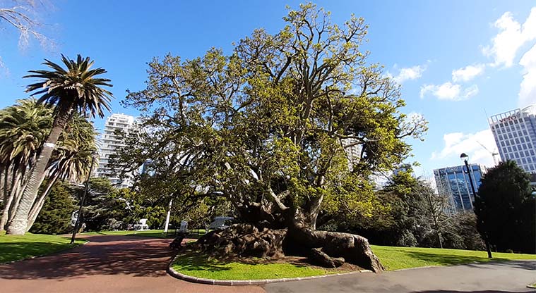 Albert to Myers Urban Ngahere Path – Ombu tree in Albert Park.