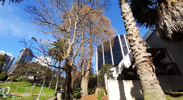 Albert to Myers Urban Ngahere Path – The V shaped tree in the centre of the image is a Swamp Cypress.
