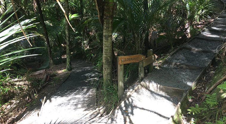 Alice Eaves Bush Path - Walk up the stairs to the kauri lookout.