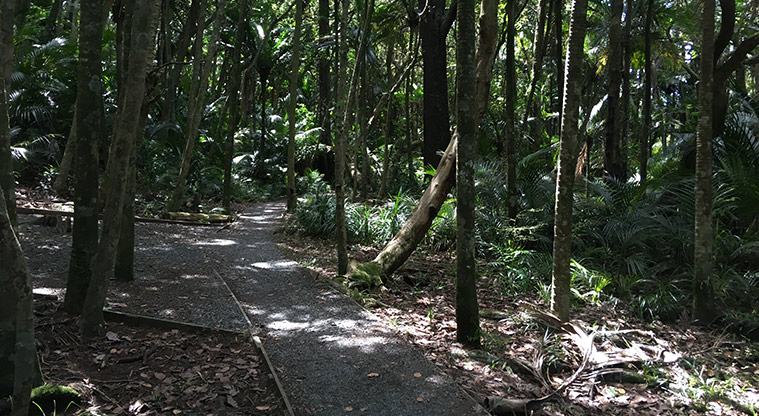 Alice Eaves Bush Path - Follow the path back to the Old North Road entrance.