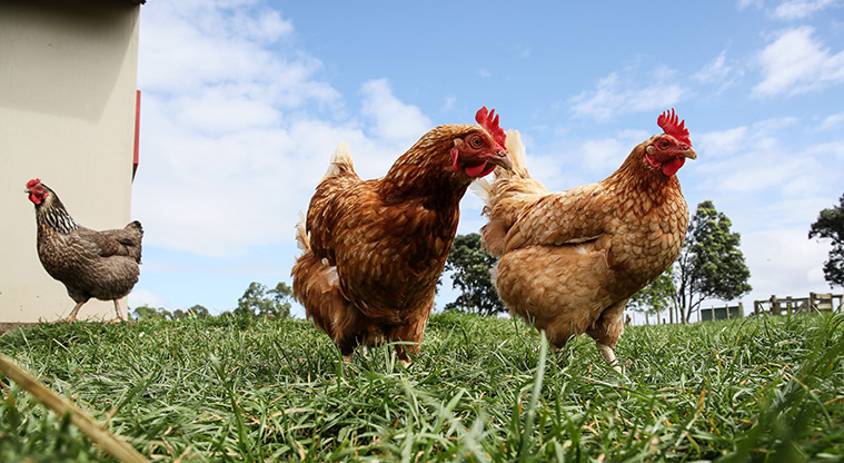 Ambury Farm Path - Get up close to the chickens.